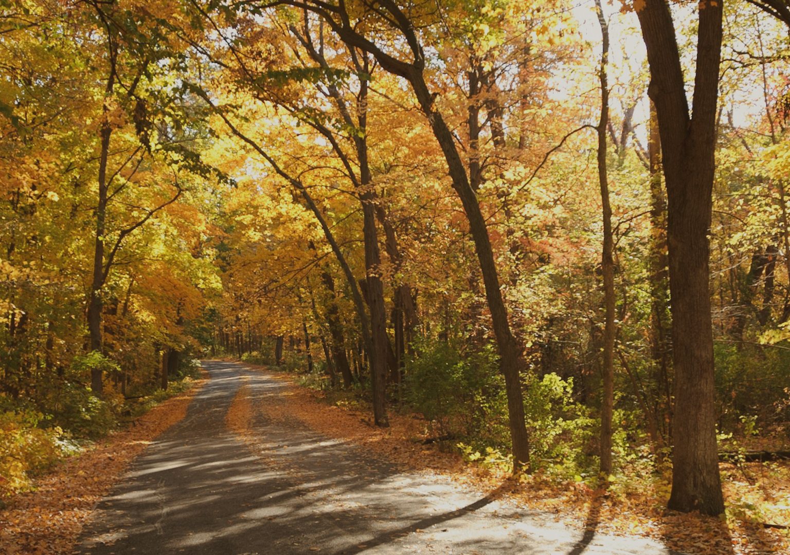 A road extends into the background through wooded area as sunlight shines through trees during autumn