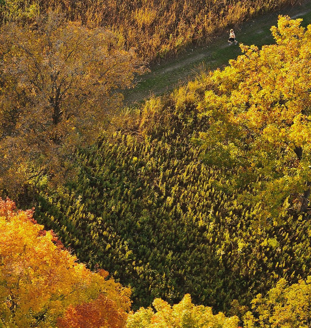 Aerial view of colorful autumn trees with cross-sectioning trails, down which a person is jogging